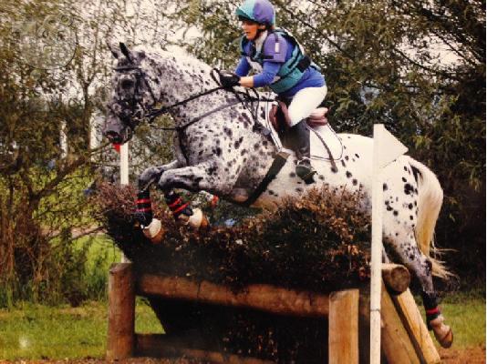 PoulaTo: 10 chronón Kfps Reg Friesian Mare